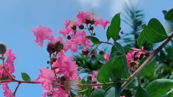 唯美花视频素材背景-众图网