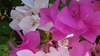 唯美花视频素材背景-众图网