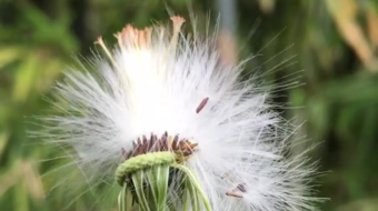 唯美花视频素材背景-众图网