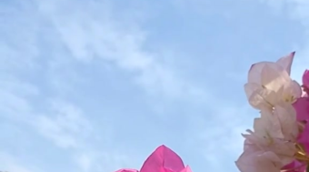 唯美花视频素材背景-众图网