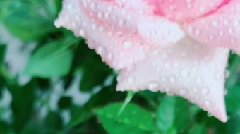 唯美花视频素材背景-众图网