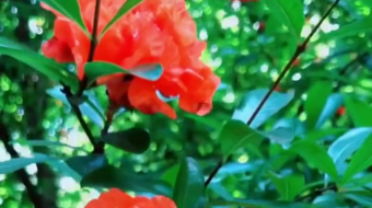 唯美花视频素材背景-众图网