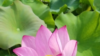 唯美花视频素材背景-众图网