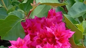 唯美花视频素材背景-众图网