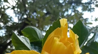 唯美花视频素材背景-众图网