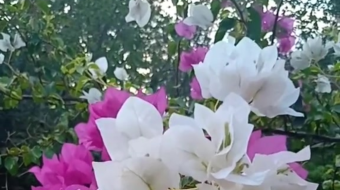 唯美花视频素材背景-众图网