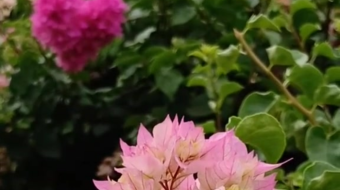 唯美花视频素材背景-众图网