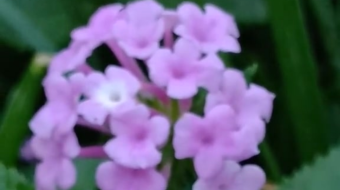 唯美花视频素材背景-众图网