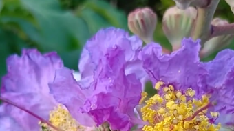 唯美花视频素材背景-众图网