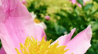 唯美花视频素材背景-众图网