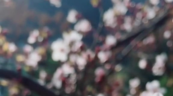 唯美花视频素材背景-众图网