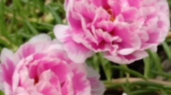 唯美花视频素材背景-众图网