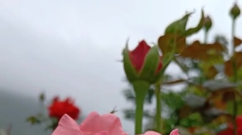 唯美花视频素材背景-众图网