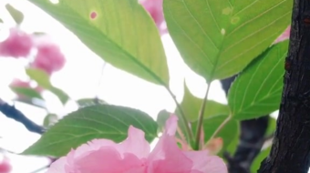 唯美花视频素材背景-众图网