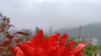 唯美花视频素材背景-众图网