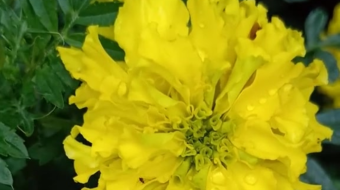 唯美花视频素材背景-众图网