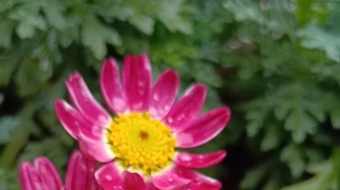 唯美花视频素材背景-众图网