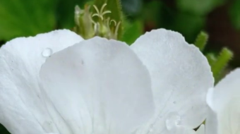 唯美花视频素材背景-众图网