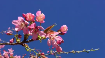唯美花视频素材背景-众图网
