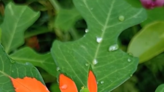 唯美花视频素材背景-众图网