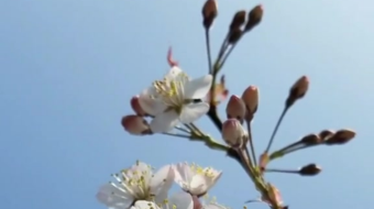 唯美花视频素材背景-众图网