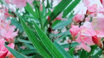 唯美花视频素材背景-众图网