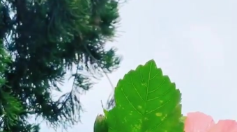 唯美花视频素材背景-众图网