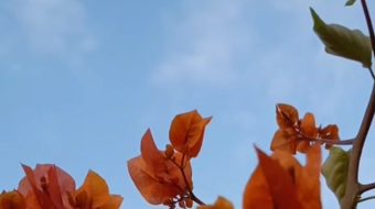 唯美花视频素材背景-众图网