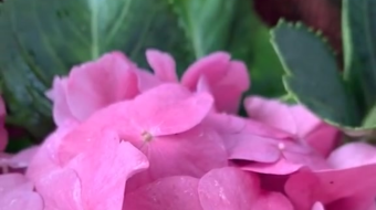 唯美花视频素材背景-众图网