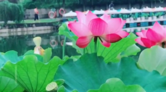 唯美花视频素材背景-众图网