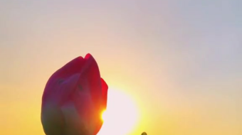 唯美花视频素材背景-众图网