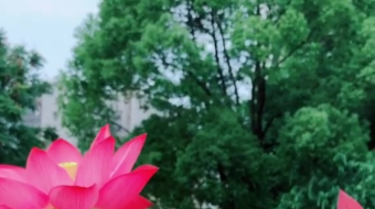 唯美花视频素材背景-众图网