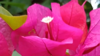 唯美花视频素材背景-众图网