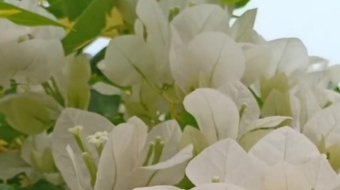 唯美花视频素材背景-众图网