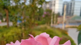 唯美花视频素材背景-众图网