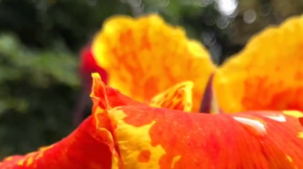 唯美花视频素材背景-众图网