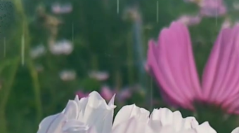 唯美花视频素材背景-众图网