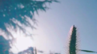 唯美花视频素材背景-众图网