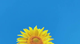 唯美花视频素材背景-众图网