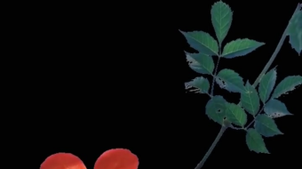 唯美花视频素材背景-众图网