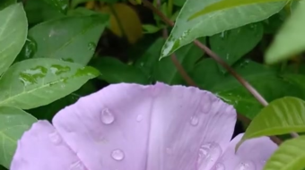 唯美花视频素材背景-众图网