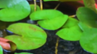 唯美花视频素材背景-众图网