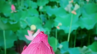 唯美花视频素材背景-众图网