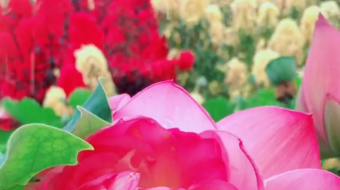 唯美花视频素材背景-众图网