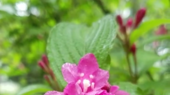 唯美花视频素材背景-众图网