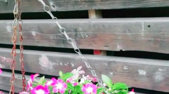 唯美花视频素材背景-众图网