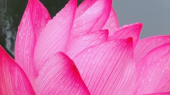 唯美花视频素材背景-众图网