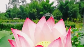 唯美花视频素材背景-众图网