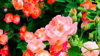 唯美花视频素材背景-众图网