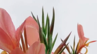 唯美花视频素材背景-众图网